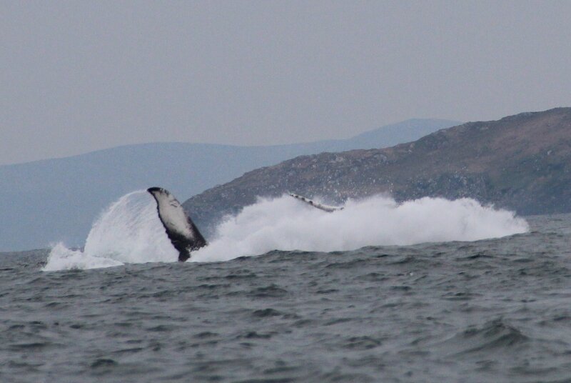 Humpback Whale breaching West Kerry 04.03.2023