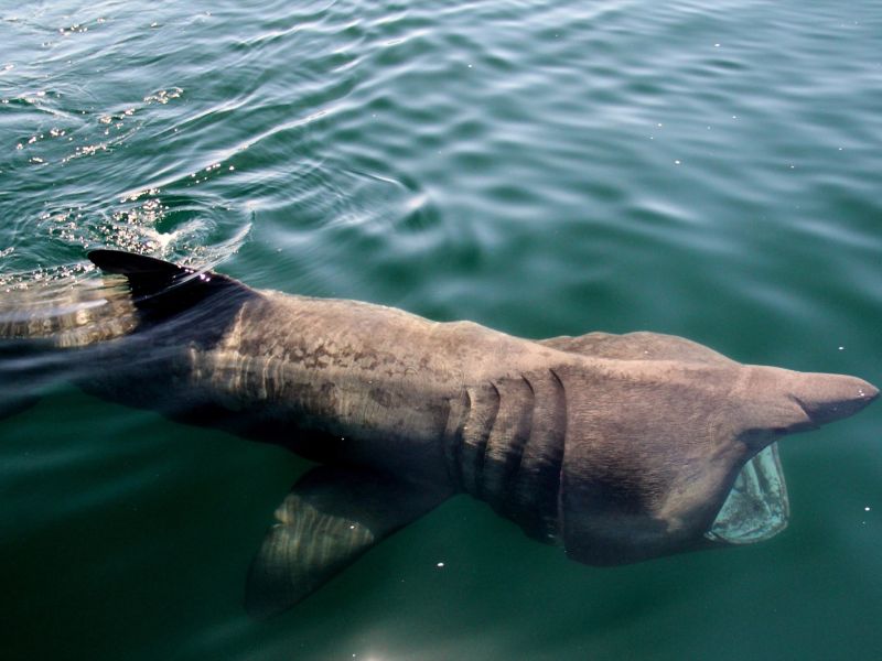 Humpback whale Ireland Blasket Islands