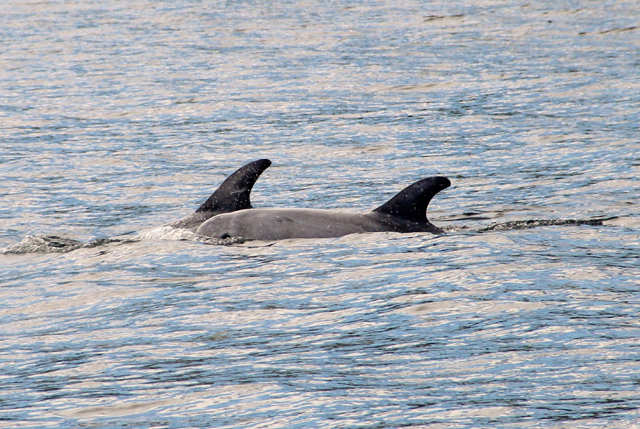 Rissos dolphins Blasket Islands Dingle Bay