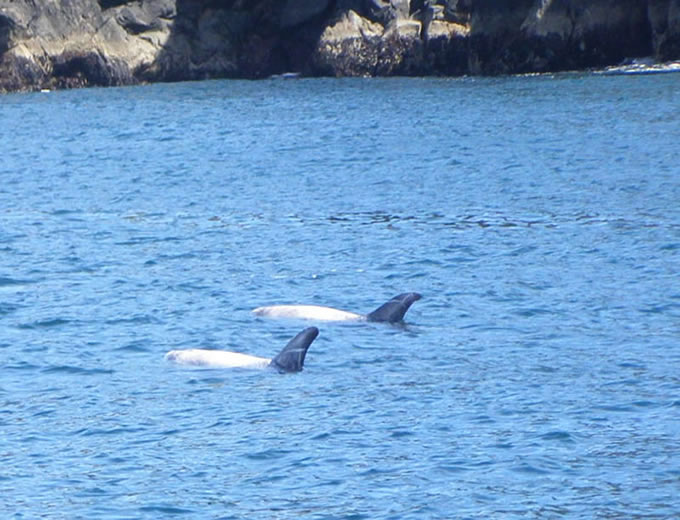 rissos dolphins at great blasket island