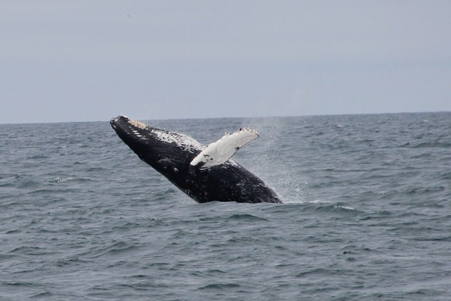 humpback whale HBIRL24 breaching 2