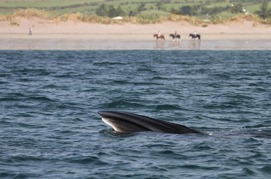 Rare Sei whale in Ventry harbour
