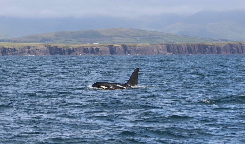 Killer whale Aquarius in Dingle Bay, 10.07.2023