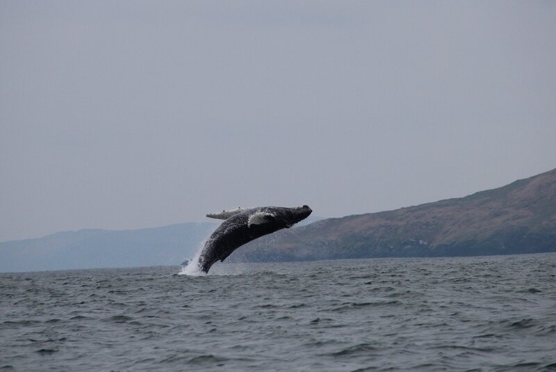 Humpback whale kerry ireland