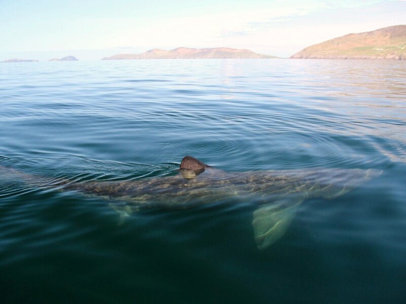 blasket islands basking shark