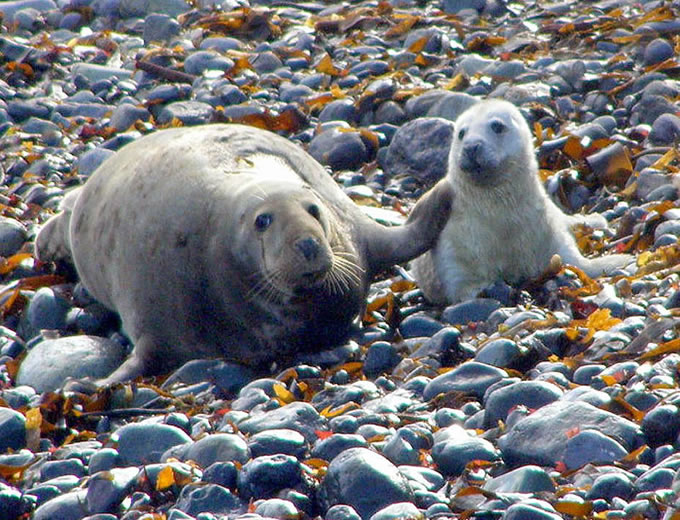 seal mother and pup