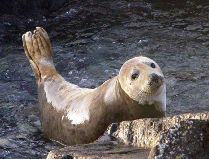 Seals - Blaskets are the Grey Seal capital of Ireland