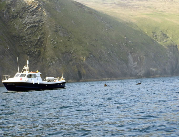 basking shark and boat
