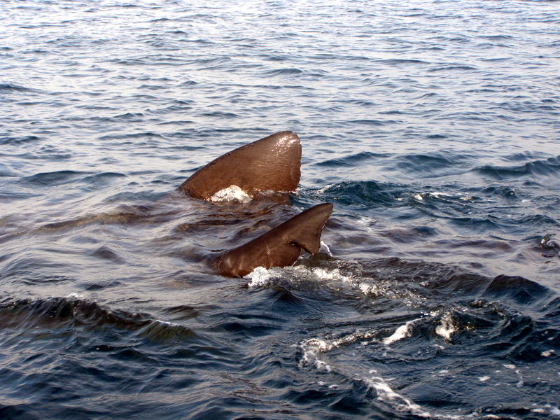 dorsal_fin_and_tail