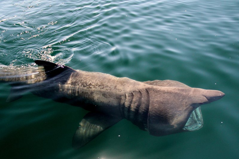 basking shark near ventry harbour