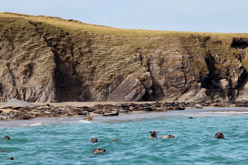 Grey seals on Great Blasket Island
