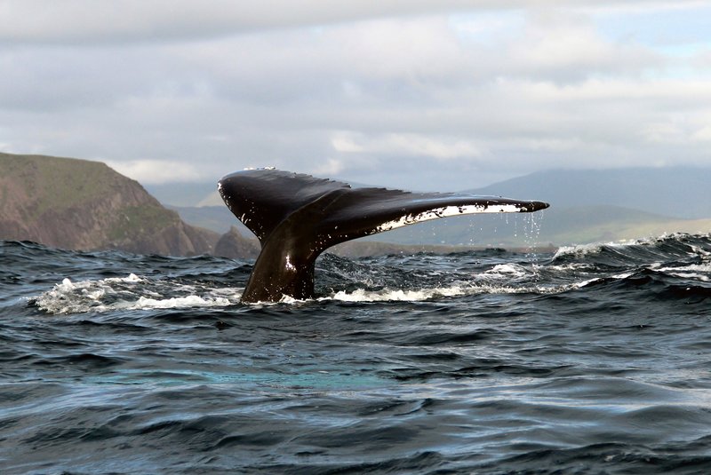 humpback whale fluke off Dingle Peninsula